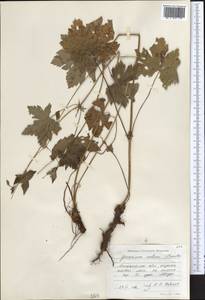 Geranium rectum Trautv., Middle Asia, Northern & Central Tian Shan (M4) (Kazakhstan)