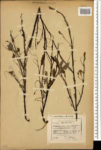 Salix kazbekensis A. Skvorts., Caucasus, Georgia (K4) (Georgia)