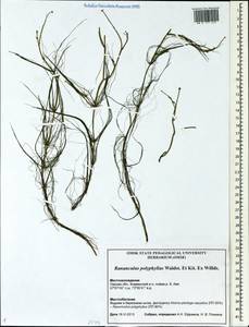 Ranunculus polyphyllus Waldst. & Kit. ex Willd., Siberia, Western Siberia (S1) (Russia)