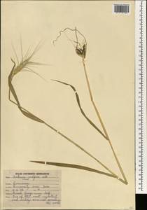 Triticum aestivum L., South Asia, South Asia (Asia outside ex-Soviet states and Mongolia) (ASIA) (India)