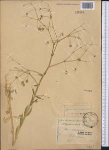 Gypsophila pilosa Huds., Middle Asia, Karakum (M6) (Turkmenistan)