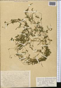 Lepyrodiclis stellarioides Schrenk ex Fisch. & C. A. Mey., Middle Asia, Pamir & Pamiro-Alai (M2) (Uzbekistan)