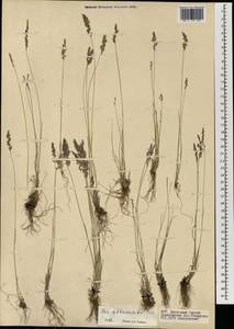 Poa attenuata Trin., Mongolia (MONG) (Mongolia)
