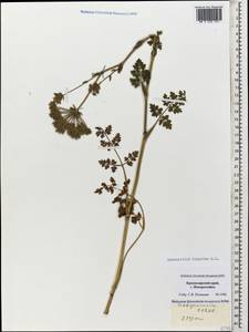 Silphiodaucus hispidus (M. Bieb.) Spalik, Wojew., Banasiak, Piwczyñski & Reduron, Caucasus, Black Sea Shore (from Novorossiysk to Adler) (K3) (Russia)