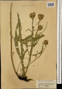 Centaurea glastifolia subsp. glastifolia, Caucasus, Armenia (K5) (Armenia)
