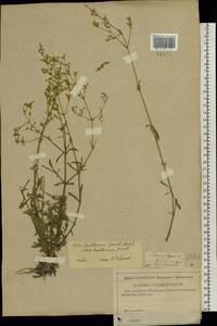 Silene baschkirorum Janisch., Eastern Europe, Lower Volga region (E9) (Russia)