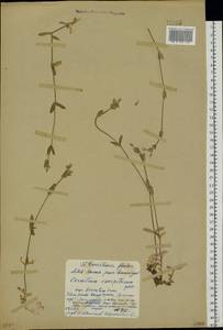Cerastium holosteoides Fr., Eastern Europe, Western region (E3) (Russia)