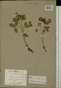 Trifolium ambiguum M.Bieb., Eastern Europe, South Ukrainian region (E12) (Ukraine)