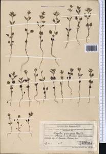 Nepeta pungens (Bunge) Benth., Middle Asia, Northern & Central Tian Shan (M4) (Kazakhstan)