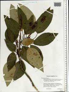Populus trichocarpa Torr. & A. Gray ex Hook., Eastern Europe, Central region (E4) (Russia)