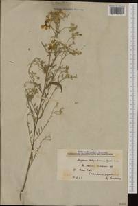 Aurinia corymbosa Griseb., Western Europe (EUR) (North Macedonia)