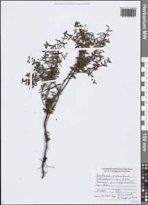 Kalmia procumbens (L.) Gift, Kron & P. F. Stevens, Siberia, Russian Far East (S6) (Russia)