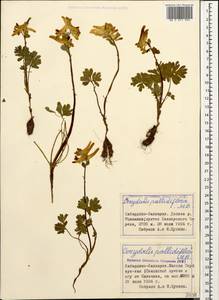 Corydalis emanueli C. A. Mey., Caucasus, Stavropol Krai, Karachay-Cherkessia & Kabardino-Balkaria (K1b) (Russia)
