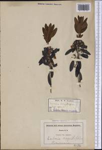 Kalmia angustifolia L., America (AMER) (United States)