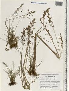 Poa pratensis L., Eastern Europe, Northern region (E1) (Russia)