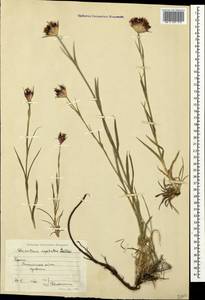 Dianthus capitatus, Crimea (KRYM) (Russia)