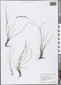 Festuca trachyphylla (Hack.) Hack., Eastern Europe, Moscow region (E4a) (Russia)