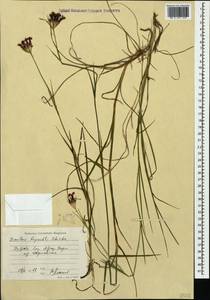 Dianthus ruprechtii Schischk.,, Caucasus, Black Sea Shore (from Novorossiysk to Adler) (K3) (Russia)