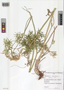 Cenolophium fischeri (Spreng.) W.D.J.Koch, Siberia, Altai & Sayany Mountains (S2) (Russia)