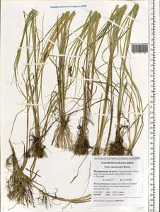 Carex mackenziei V.I.Krecz., Eastern Europe, Northern region (E1) (Russia)