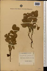 Convolvulus persicus L., Caucasus, Azerbaijan (K6) (Azerbaijan)