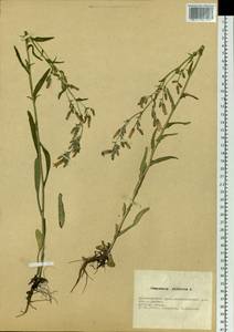 Campanula sibirica L., Siberia, Altai & Sayany Mountains (S2) (Russia)