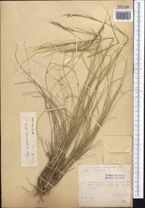 Stipa kirghisorum P.A.Smirn., Middle Asia, Pamir & Pamiro-Alai (M2) (Kyrgyzstan)