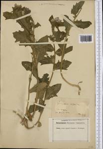 Hyoscyamus niger L., Western Europe (EUR) (Germany)