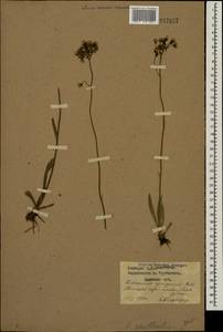 Pilosella cymosa subsp. vaillantii (Tausch) S. Bräut. & Greuter, Eastern Europe, Western region (E3) (Russia)