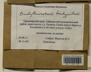Brachytheciastrum trachypodium (Brid.) Ignatov & Huttunen, Bryophytes, Bryophytes - Krasnoyarsk Krai, Tyva & Khakassia (B17) (Russia)