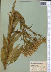 Senecio nemorensis L., Middle Asia, Northern & Central Tian Shan (M4) (Kyrgyzstan)