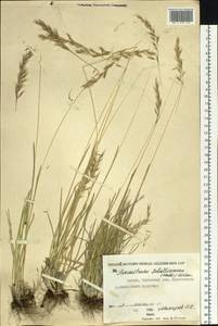 Helictochloa hookeri (Scribn.) Romero Zarco, Siberia, Yakutia (S5) (Russia)