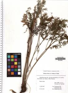 Silaum silaus (L.) Schinz & Thell., Eastern Europe, Eastern region (E10) (Russia)