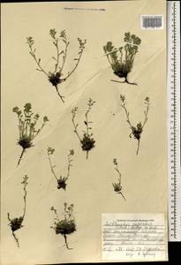 Eritrichium rupestre (Pall. ex Georgi) Bunge, Mongolia (MONG) (Mongolia)