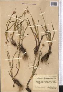Allium hymenorhizum Ledeb., Middle Asia, Western Tian Shan & Karatau (M3) (Uzbekistan)
