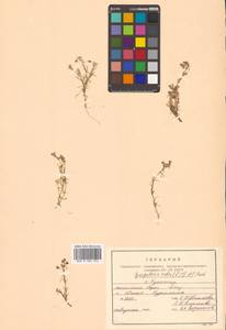 Spergularia rubra (L.) J. Presl & C. Presl, Siberia, Russian Far East (S6) (Russia)