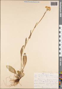 Tephroseris integrifolia (L.) Holub, Siberia, Altai & Sayany Mountains (S2) (Russia)