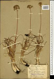 Allium denudatum Redouté, Caucasus, Stavropol Krai, Karachay-Cherkessia & Kabardino-Balkaria (K1b) (Russia)