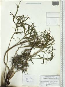 Eryngium amethystinum L., Western Europe (EUR) (Italy)