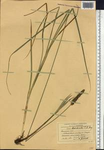 Carex leiorhyncha C.A.Mey., Siberia, Russian Far East (S6) (Russia)