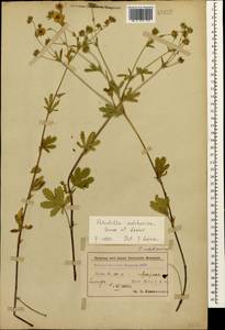 Potentilla divaricata DC., Caucasus, Azerbaijan (K6) (Azerbaijan)