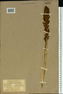 Orobanche reticulata, Eastern Europe, Rostov Oblast (E12a) (Russia)