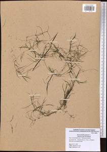 Zannichellia palustris L., Eastern Europe, Central region (E4) (Russia)