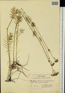 Valeriana pratensis subsp. pratensis, Eastern Europe, Moldova (E13a) (Moldova)