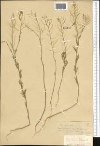 Descurainia sophia (L.) Webb ex Prantl, Middle Asia, Syr-Darian deserts & Kyzylkum (M7) (Kazakhstan)