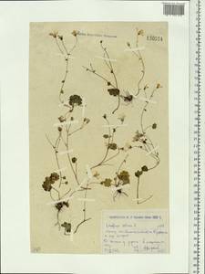 Saxifraga sibirica L., Siberia, Western (Kazakhstan) Altai Mountains (S2a) (Kazakhstan)