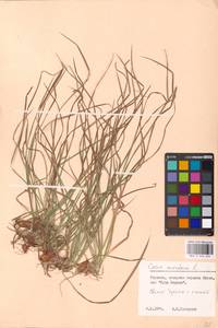 Carex montana L., Eastern Europe, North Ukrainian region (E11) (Ukraine)