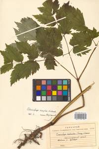 Actaea simplex (DC.) Wormsk. ex Fisch. & C. A. Mey., Siberia, Russian Far East (S6) (Russia)