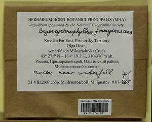 Bryoerythrophyllum ferruginascens (Stirt.) Giacom., Bryophytes, Bryophytes - Russian Far East (excl. Chukotka & Kamchatka) (B20) (Russia)