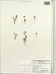 Ranunculus karelinii Czerep., Siberia, Chukotka & Kamchatka (S7) (Russia)